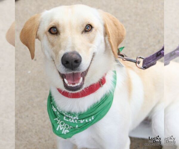 Medium Photo #9 Carolina Dog-Labrador Retriever Mix Puppy For Sale in Washington, DC, USA