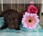 Small #2 Labrador Retriever