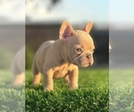 Small #13 French Bulldog