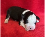 Small #5 Miniature Australian Shepherd