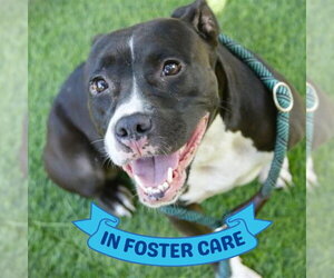 DEKODA - Female American Staffordshire Terrier-Boxer Mix Dog for Adoption - Photo #3