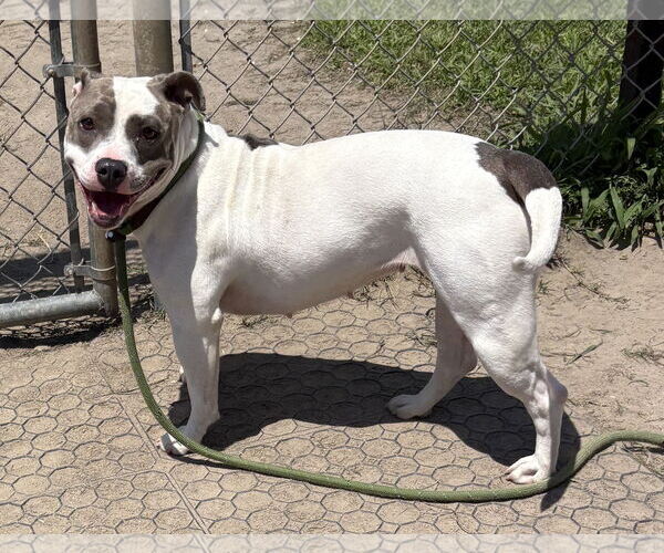 Medium Photo #2 American Pit Bull Terrier-Unknown Mix Puppy For Sale in Virginia Beach, VA, USA