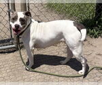 Small #1 American Pit Bull Terrier Mix