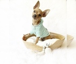 Small #3 Chihuahua