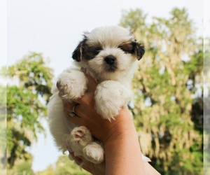 Maltipoo-Morkie Mix Puppy for sale in LITHIA, FL, USA