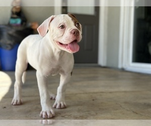 American Bulldog Puppy for Sale in FRENCH CAMP, California USA
