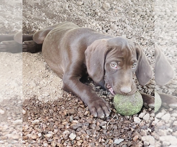Medium Photo #39 German Shorthaired Pointer Puppy For Sale in GRAND ISLAND, NE, USA