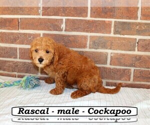 Cock-A-Poo Puppy for sale in CLARKRANGE, TN, USA