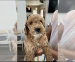 Puppy Charlie Cock-A-Poo