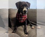 Small #4 Labrador Retriever Mix