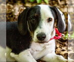 Small #8 Dachshund Mix