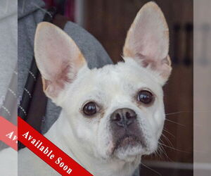 French Bull Weiner Dogs for adoption in Huntley, IL, USA