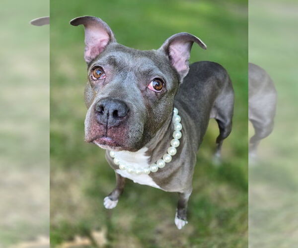 Medium Photo #1 American Pit Bull Terrier Puppy For Sale in Westminster, MA, USA