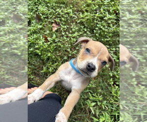 Boxer-Unknown Mix Dogs for adoption in Mooresville, NC, USA