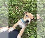 Small Boxer Mix