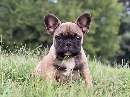 Medium Photo #1 French Bulldog Puppy For Sale in HENRICO, VA, USA