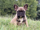 Small Photo #1 French Bulldog Puppy For Sale in HENRICO, VA, USA