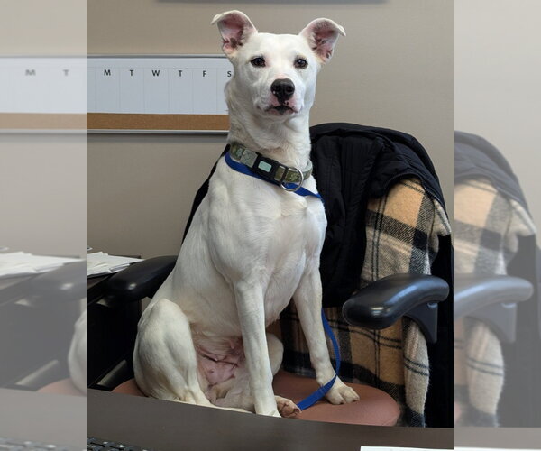 Medium Photo #1 Dalmatian-Unknown Mix Puppy For Sale in La Porte, IN, USA