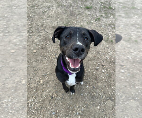 Medium Photo #1 Labrador Retriever-Unknown Mix Puppy For Sale in South Bend, IN, USA