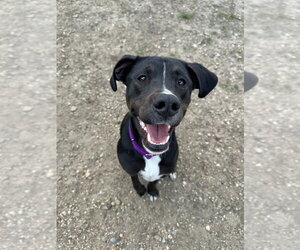 Labrador Retriever-Unknown Mix Dogs for adoption in South Bend, IN, USA
