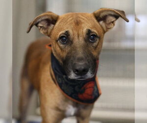 Mutt Dogs for adoption in San Antonio, TX, USA
