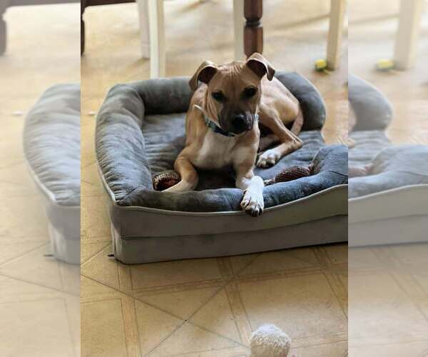 Medium Photo #17 Black Mouth Cur-Unknown Mix Puppy For Sale in New York, NY, USA
