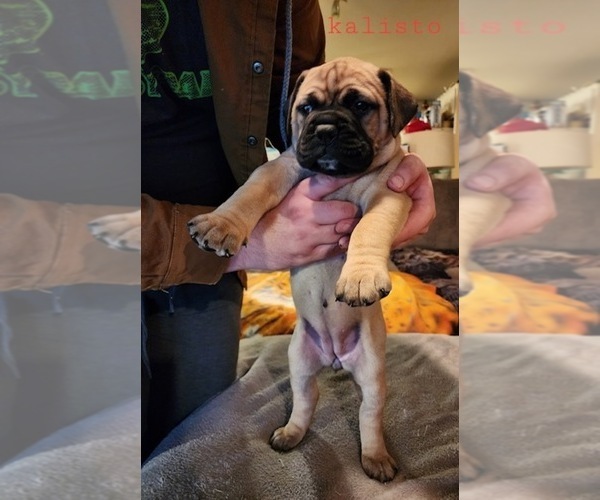 Medium Photo #2 Bullmastiff Puppy For Sale in BROKEN ARROW, OK, USA