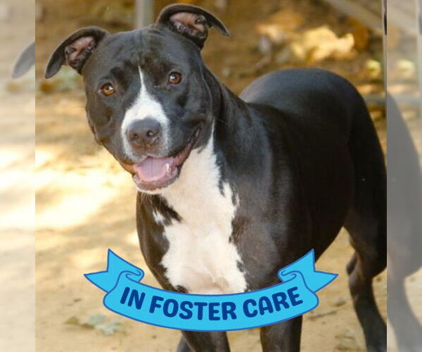 Medium Photo #2 American Staffordshire Terrier-Unknown Mix Puppy For Sale in Tallahassee, FL, USA