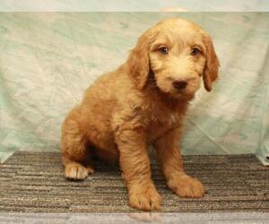 Labradoodle Puppy for sale in SHAWNEE, OK, USA