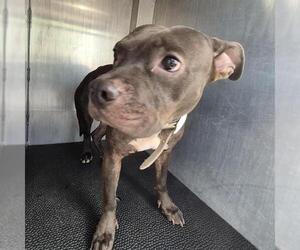 American Staffordshire Terrier-Unknown Mix Dogs for adoption in San Antonio, TX, USA