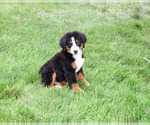 Small #5 Bernese Mountain Dog
