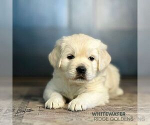English Cream Golden Retriever Puppy for sale in WICHITA, KS, USA