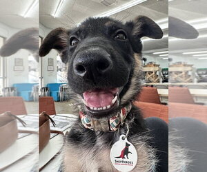 German Shepherd Dog Dogs for adoption in West Sacramento, CA, USA