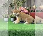 Small #1 Shiba Inu