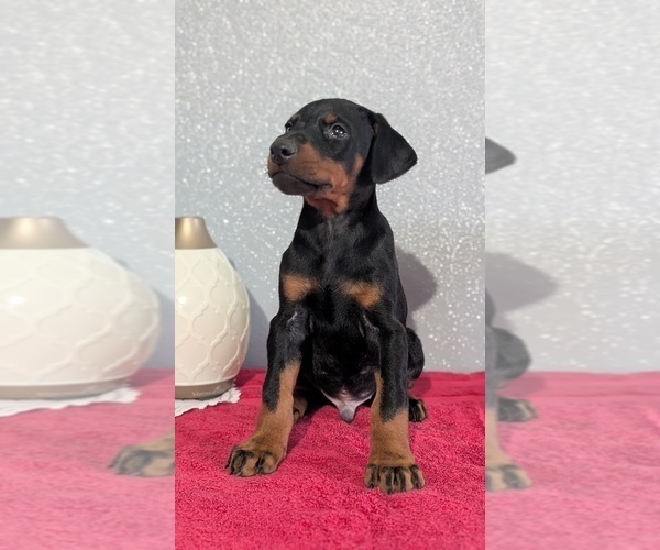 Medium Photo #32 Doberman Pinscher Puppy For Sale in GOSHEN, IN, USA
