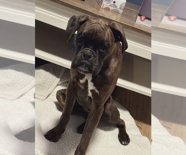 Medium Photo #1 Boxer Puppy For Sale in Brights Grove, Ontario, Canada