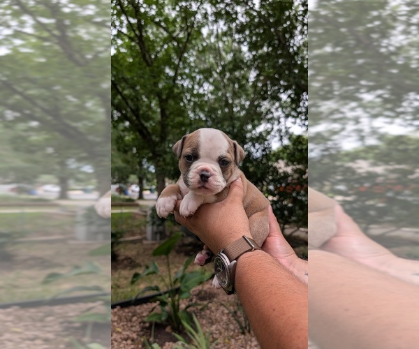 Medium Photo #11 Olde English Bulldogge Puppy For Sale in AUSTIN, TX, USA