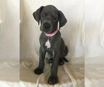 Small Photo #6 Great Dane Puppy For Sale in LAKE WALES, FL, USA