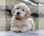 Small Golden Retriever