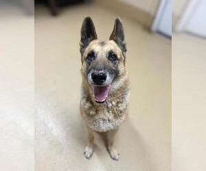 German Shepherd Dog Dogs for adoption in Chula Vista, CA, USA