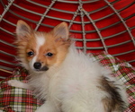 Small Photo #4 Pomeranian Puppy For Sale in PATERSON, NJ, USA
