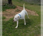 Small Photo #32 Dogo Argentino Puppy For Sale in RYAN, OK, USA