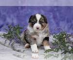 Small Photo #7 Miniature American Shepherd Puppy For Sale in BENTON CITY, WA, USA
