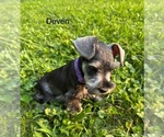 Small Photo #5 Schnauzer (Miniature) Puppy For Sale in DELAFIELD, WI, USA