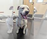 Small Mastiff