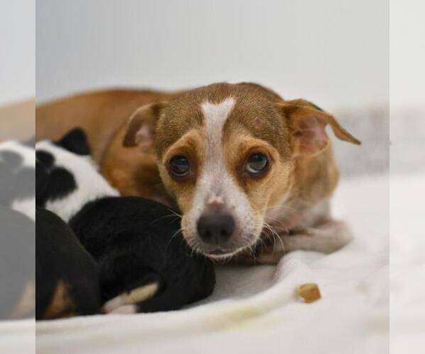 Medium Photo #1 Chihuahua-Unknown Mix Puppy For Sale in San Antonio, TX, USA