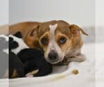 LAYLA - Female Chihuahua-Unknown Mix Dog for Adoption - Small photo