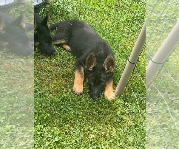 Medium Photo #4 German Shepherd Dog Puppy For Sale in GAFFNEY, SC, USA