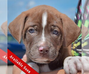American Bulldog-Chocolate Labrador retriever Mix Dogs for adoption in Huntley, IL, USA