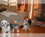 Small Photo #7 Pom-Shi Puppy For Sale in DINWIDDIE, VA, USA